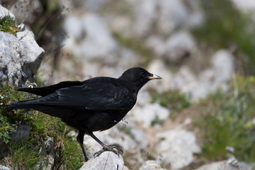 Junge Alpendohle (Pyrrhocorax graculus)