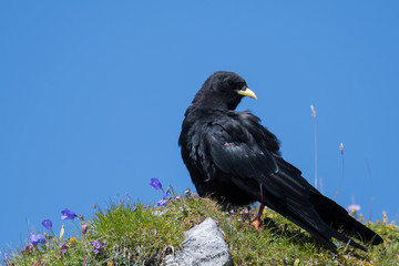 Adulte Alpendohle (Pyrrhocorax graculus)
