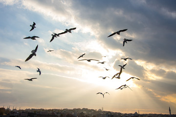 seagulls flying above the Marmara sea