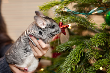 Chinchilla