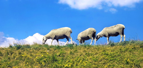 Schafherde im Altm&uuml;hltal