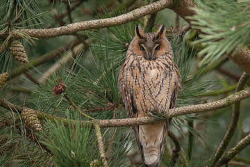 Waldohreule (Asio otus)