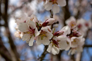Apple tree blossoms on a stem