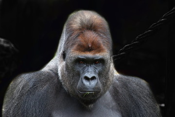Gorilla