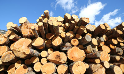many trunks cut by the woodcutter forming a huge stack of wood