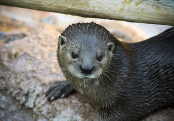 A River Otter Dries Out on a Rock