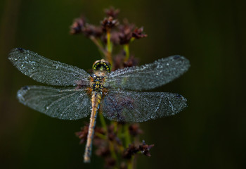 Mosaiklibelle