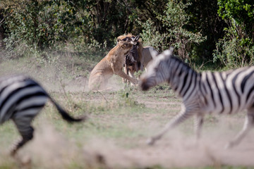 Obraz na płótnie Canvas lionkill / löwenjagd - masai mara