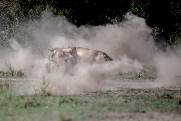lionkill / löwenjagd - masai mara