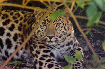 Amur Leopard