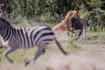 lionkill / löwenjagd - masai mara