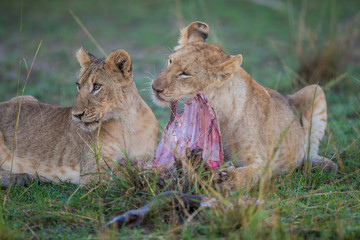 lion / löwe - masai mara