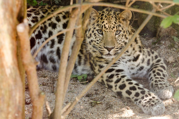 Amur Leopard