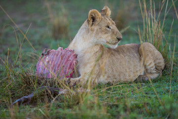 lion / löwe - masai mara