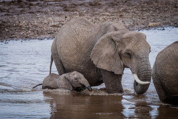 tusker / elefant - masai mara