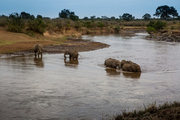 tusker / elefant - masai mara