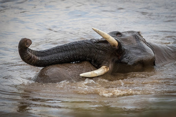 tusker / elefant - masai mara