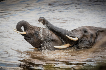 tusker / elefant - masai mara