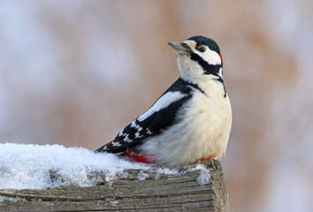 Obraz premium Dendrocopos major. The male great spotted woodpecker sitting on a log