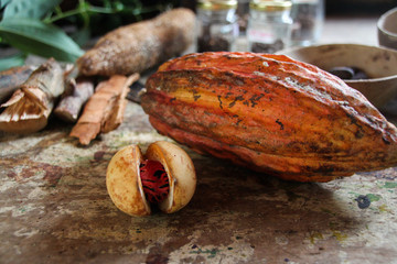 Cocoa at the island of Grenada - obrazy, fototapety, plakaty