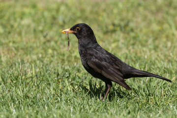 Amsel mit Regenwurm im Schnabel im Garten