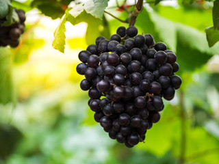 Ripe grapes in vineyards ready to harvest
