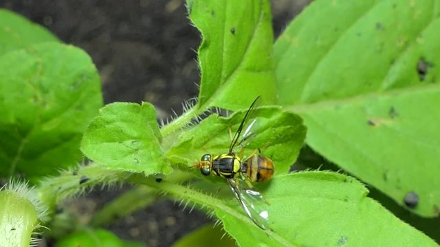 Hendel Bilder – Durchsuchen 66 Archivfotos, Vektorgrafiken und Videos ...