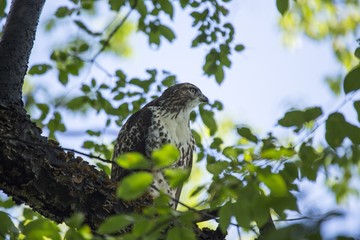 Northern Harrier (Circus cyaneus)