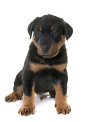 puppy beauceron in studio