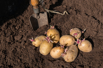 Selbstversorger keimende Kartoffeln pflanzen