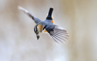 A bird is a nuthatch in flight with a seed in its beak. 