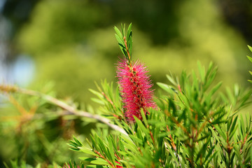 Callistemon citrinus (Crimson Bottlebrush) in natural habitat
