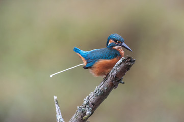 Eisvogel