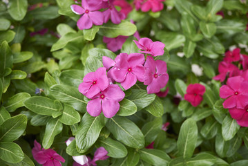 Catharanthus