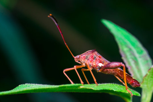 Stink, Florida Leaf-footed Bug (Arthropoda: Insecta: Hemiptera: Heteroptera: Pentatomomorpha: Coreidae: Acanthocephala Femorata) posing and sitting on a green leaf and isolated with black background