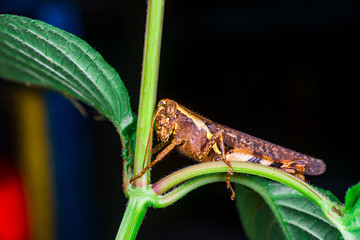 Brown Band-winged and short-horned Male Clear-winged Grasshopper (Orthoptera: Caelifera: Acrididae: Oedipodinae: Hippiscini: Camnula pellucida) sit on a green tree stem isolated with black background