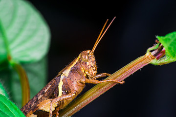 Close up of brown Band-winged and short-horned Male Clear-winged Grasshopper (Orthoptera: Caelifera: Acrididae: Oedipodinae: Camnula pellucida) sit on a green tree stem siolated with black background