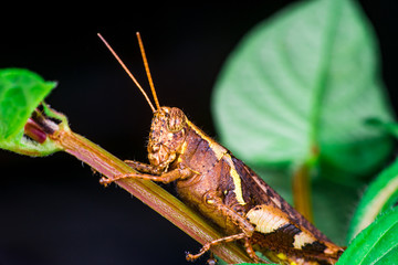Brown Band-winged and short-horned Male Clear-winged Grasshopper (Orthoptera: Caelifera: Acrididae: Oedipodinae: Hippiscini: Camnula pellucida) sit on a green tree stem isolated with black background
