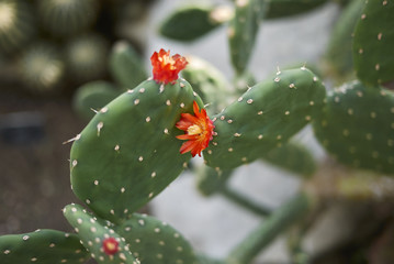 Opuntia quitensis
