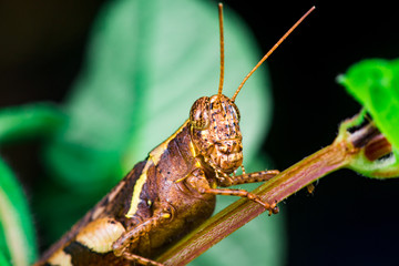 Close up of brown Band-winged and short-horned Male Clear-winged Grasshopper (Orthoptera: Caelifera: Acrididae: Oedipodinae: Camnula pellucida) sit on a green tree stem siolated with black background