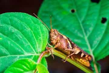 Brown Band-winged and short-horned Male Clear-winged Grasshopper (Orthoptera: Caelifera: Acrididae: Oedipodinae: Hippiscini: Camnula pellucida) sit on a green tree stem isolated with black background