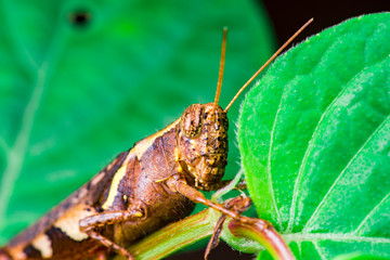 Brown Band-winged and short-horned Male Clear-winged Grasshopper (Orthoptera: Caelifera: Acrididae: Oedipodinae: Hippiscini: Camnula pellucida) sit on a green tree stem isolated with black background