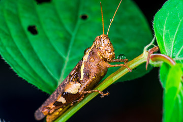 Close up of brown Band-winged and short-horned Male Clear-winged Grasshopper (Orthoptera:...