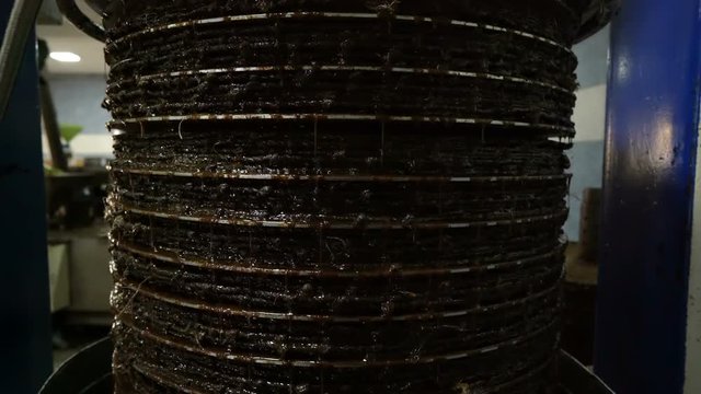extraction of olive oil in the press