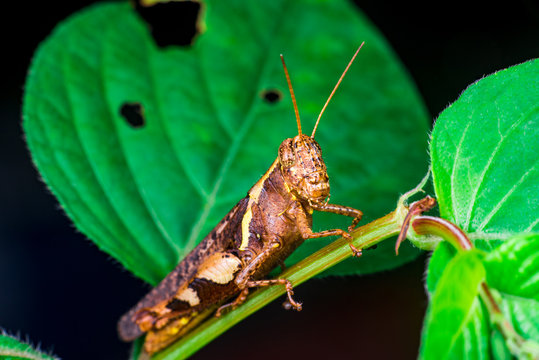Brown Band-winged and short-horned Male Clear-winged Grasshopper (Orthoptera: Caelifera: Acrididae: Oedipodinae: Hippiscini: Camnula pellucida) sit on a green tree stem isolated with black background