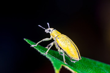 Blurry female Gold Dust Weevil (Coleoptera: Curculionidae: Entiminae: Tanymecini: Piazomiina: Hypomeces squamosus) ready to raise hardened forewings and unfold wings on leaf isolated black background