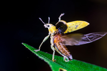 Blurry female Gold Dust Weevil (Coleoptera: Curculionidae: Entiminae: Tanymecini: Piazomiina: Hypomeces squamosus) hardened forewings raised, hindwings unfolding on a leaf isolated black background