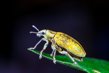 Blurry female Gold Dust Weevil (Coleoptera: Curculionidae: Entiminae: Tanymecini: Piazomiina: Hypomeces squamosus) ready to raise hardened forewings and unfold wings on leaf isolated black background