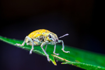 Blurry female Gold Dust Weevil (Coleoptera: Curculionidae: Entiminae: Tanymecini: Piazomiina: Hypomeces squamosus) ready to raise hardened forewings and unfold wings on leaf isolated black background