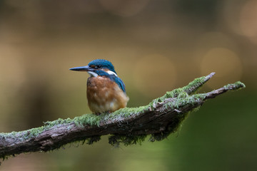 Eisvogel